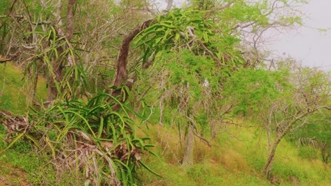 Dragon Fruit Cactus Vines Growing on a Dead Tree in Koko Crater Botanical Garden Stock Footage 325759973