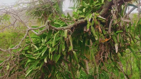 Dragon Fruit Cactus Vines Overtaking a Tree in Koko Crater Botanical Garden, Oah Stock Footage 325751755