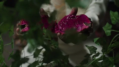 Dragon Fruit Close up In Forest, Trees, Nature (RED KOMODO) Stock Footage 244802082