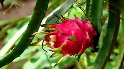 Dragon Fruit close Up Shot in 720p  (023) Stock Footage 149306146