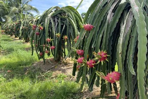 Dragon fruit on the dragon fruit pitaya tree, harvest in the agriculture farm at Stock Photos
