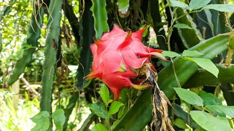 Dragon fruit in the dragon fruit tree waiting to be harvested on a farm in Asia, Stock Photos