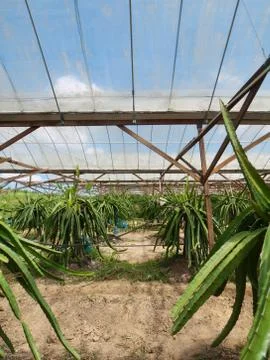 Dragon fruit farm Stock Photos