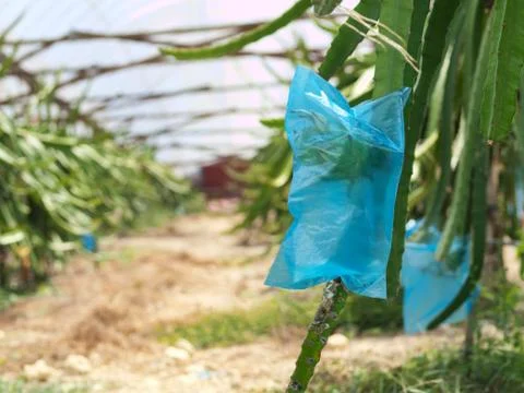 Dragon fruit farm Stock-Fotos