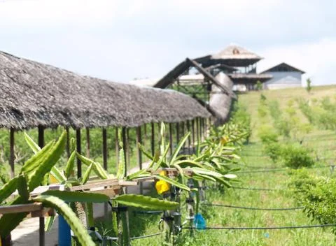 Dragon fruit farm Foto stock