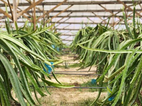Dragon fruit farm Fotos Stock