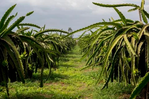 DRAGON FRUIT FARM Stock-Fotos