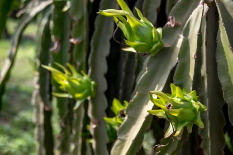 DRAGON FRUIT FARM Stock-Fotos
