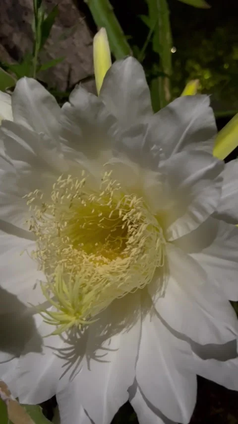 Dragon fruit flower blooming gracefully Stock Footage 312661357