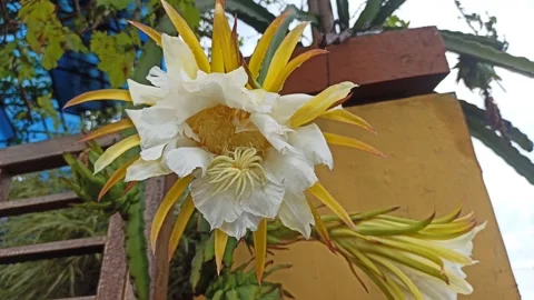 Dragon Fruit Flower (Bunga Tanaman Naga) Video stock 264734374