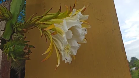 Dragon Fruit Flower (Bunga Tanaman Naga) Stock-Footage 264734513