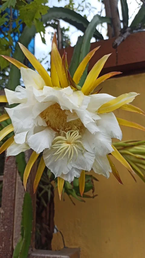 Dragon Fruit Flower (Bunga Tanaman Naga) Stock Footage 264734517