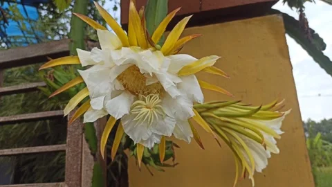 Dragon Fruit Flower (Bunga Tanaman Naga) Stock Footage 264734838
