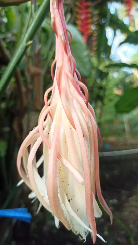 Dragon Fruit Flower (Bunga Tanaman Naga) Stock-Footage 265047719