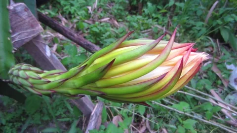 Dragon Fruit Flower Video stock 194952636