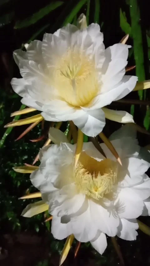 Dragon fruit flower Stock Footage 222126243