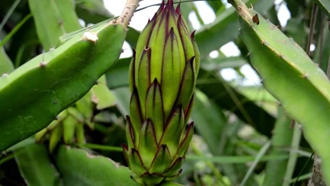 Dragon fruit flower Stock Footage 230212477