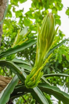 Dragon fruit flower Foto stock