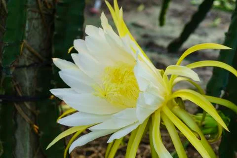 Dragon fruit flower Stock Photos