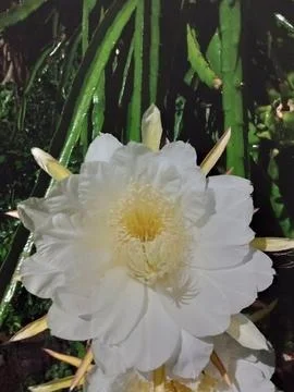 Dragon fruit flower Stock Photos