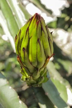 Dragon fruit flower Stock Photos