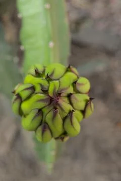 Dragon fruit flower Stock Photos