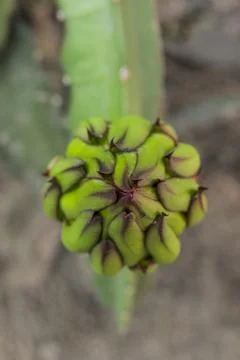 Dragon fruit flower Stock Photos