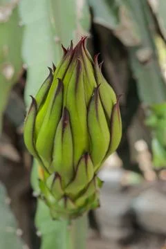 Dragon fruit flower Stock Photos
