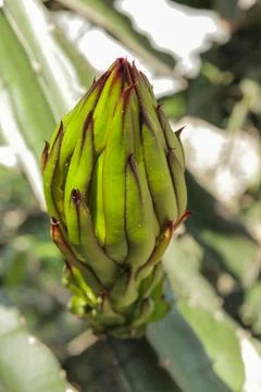 Dragon fruit flower Stock Photos