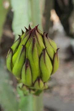 Dragon fruit flower Stock Photos