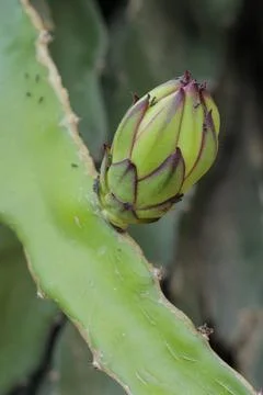 Dragon fruit flower Stock Photos