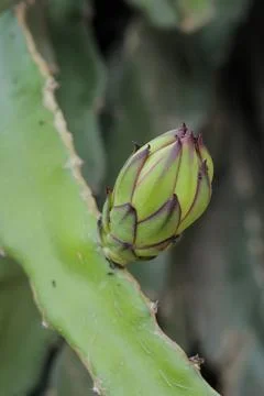 Dragon fruit flower Stock Photos