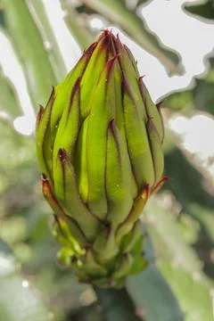 Dragon fruit flower Stock Photos