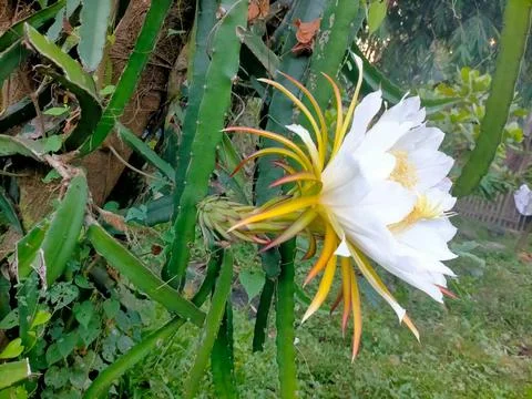 Dragon fruit flower 스톡 사진