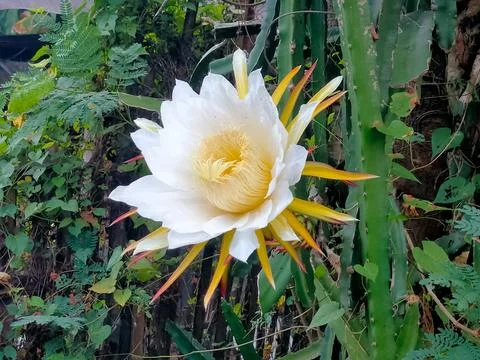 Dragon fruit flower Stock-Fotos