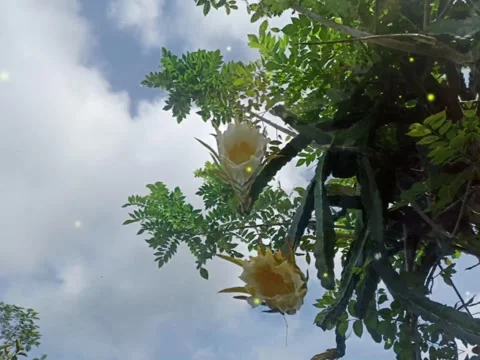 Dragon fruit flower with sky background Stock Footage 224339090