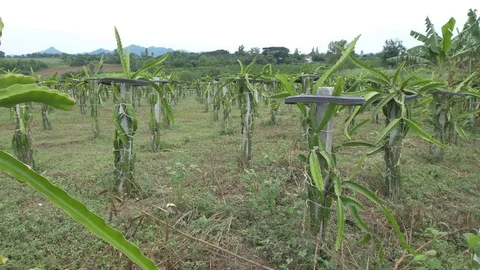 Dragon fruit Stock Footage 75404835