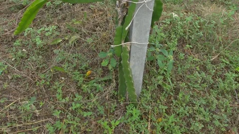 Dragon fruit Stock Footage 75404844