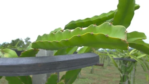 Dragon fruit Stock Footage 75404867