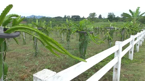Dragon fruit Stock Footage 75404870