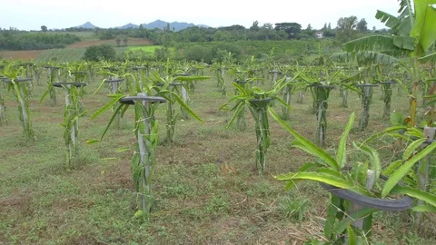 Dragon fruit 動画素材 75404873