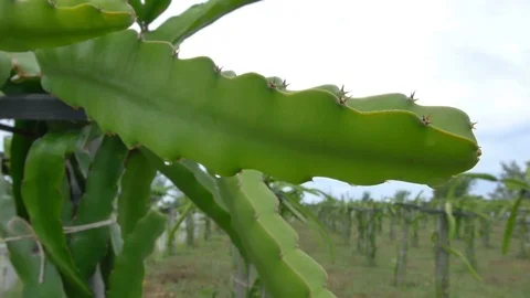 Dragon fruit Stock Footage 75404883