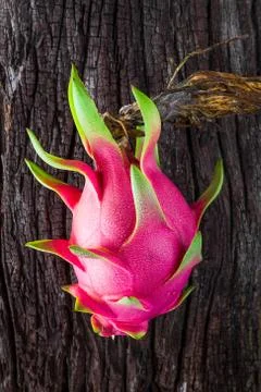Dragon fruit fresh from the tree Stock Photos