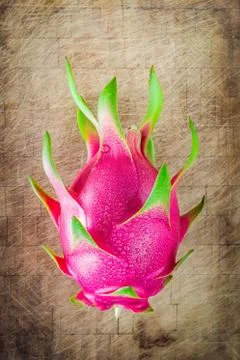 Dragon fruit fresh from the tree Stock Photos