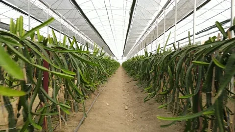 Dragon fruit in the greenhouse Stock Footage 172258375