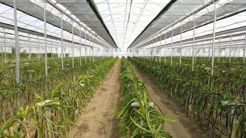 Dragon fruit in the greenhouse Stock Footage 172265902