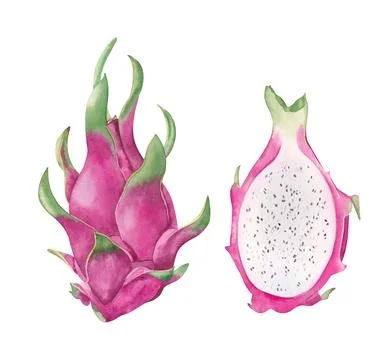 Dragon fruit with half isolated on a white background. Watercolor hand drawn Stock Illustration