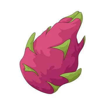 Dragon fruit illustration Stock Illustration