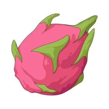 Dragon fruit illustration Stock Illustration