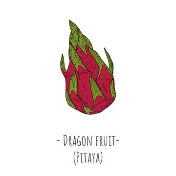 Dragon fruit. Isolated object on a white background. Stock Illustration